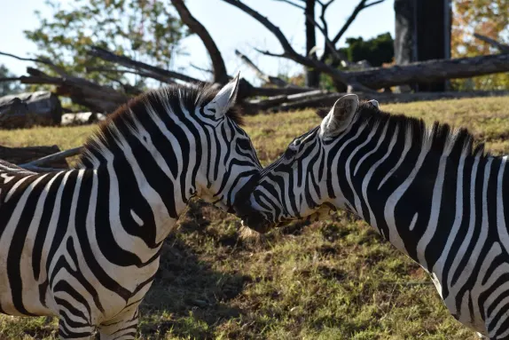 Kazino Rockn Rolla Atbalsts